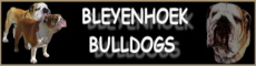 eleveurs-bulldog-anglais-pays-bas-netherlands-hollande-holland