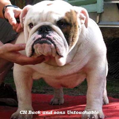 English bulldog : CH Buck and sons Untouchable