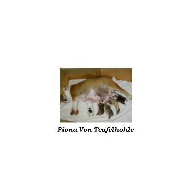 bulldog ou bouledogue anglais : Fiona Von Teufelhhle