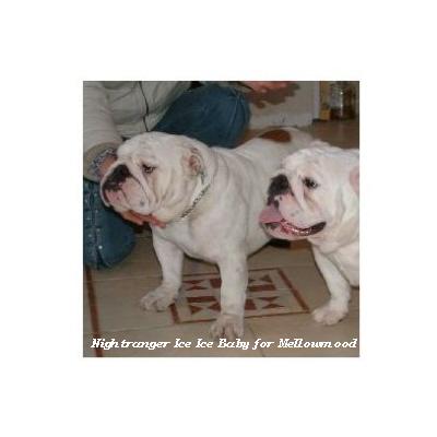 English bulldog : Nightranger Ice Ice Baby for Mellowmood