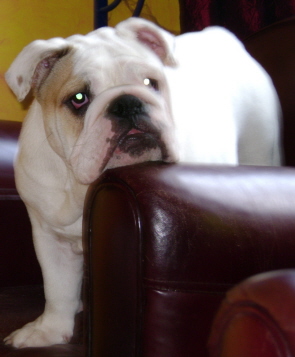 bouledogue ou bulldog anglais en expo