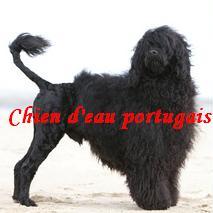 chien eau portugais - gwendoline da luz do mare