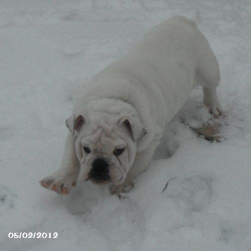 chiot bulldog anglais
