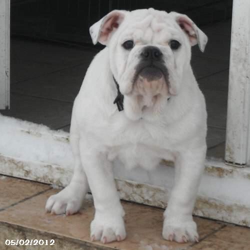 chiot bulldog anglais