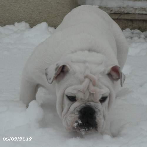 chiot bulldog anglais