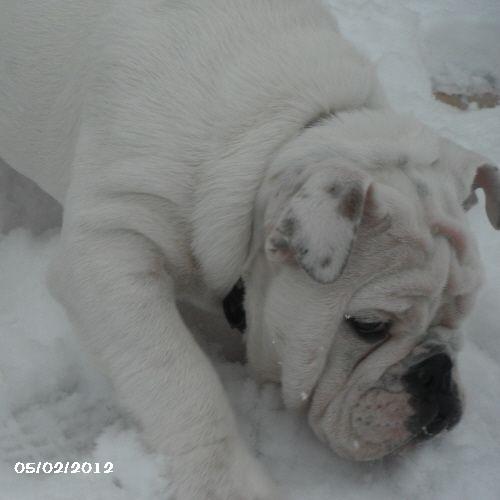 chiot bulldog anglais