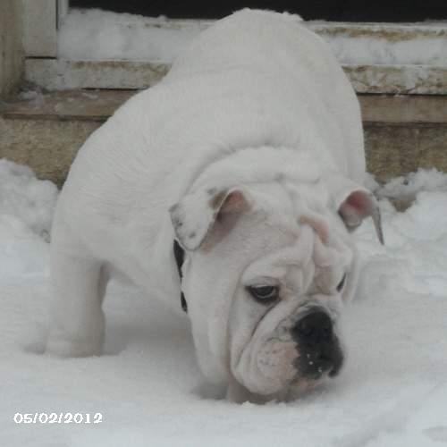 chiot bulldog anglais