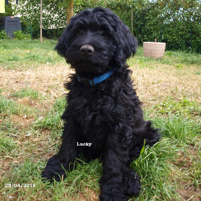 Chien D'eau Portugais à Vendre Prix Chiots (chien d'eau portugais) issus du mariage entre "Gwendoline Da
