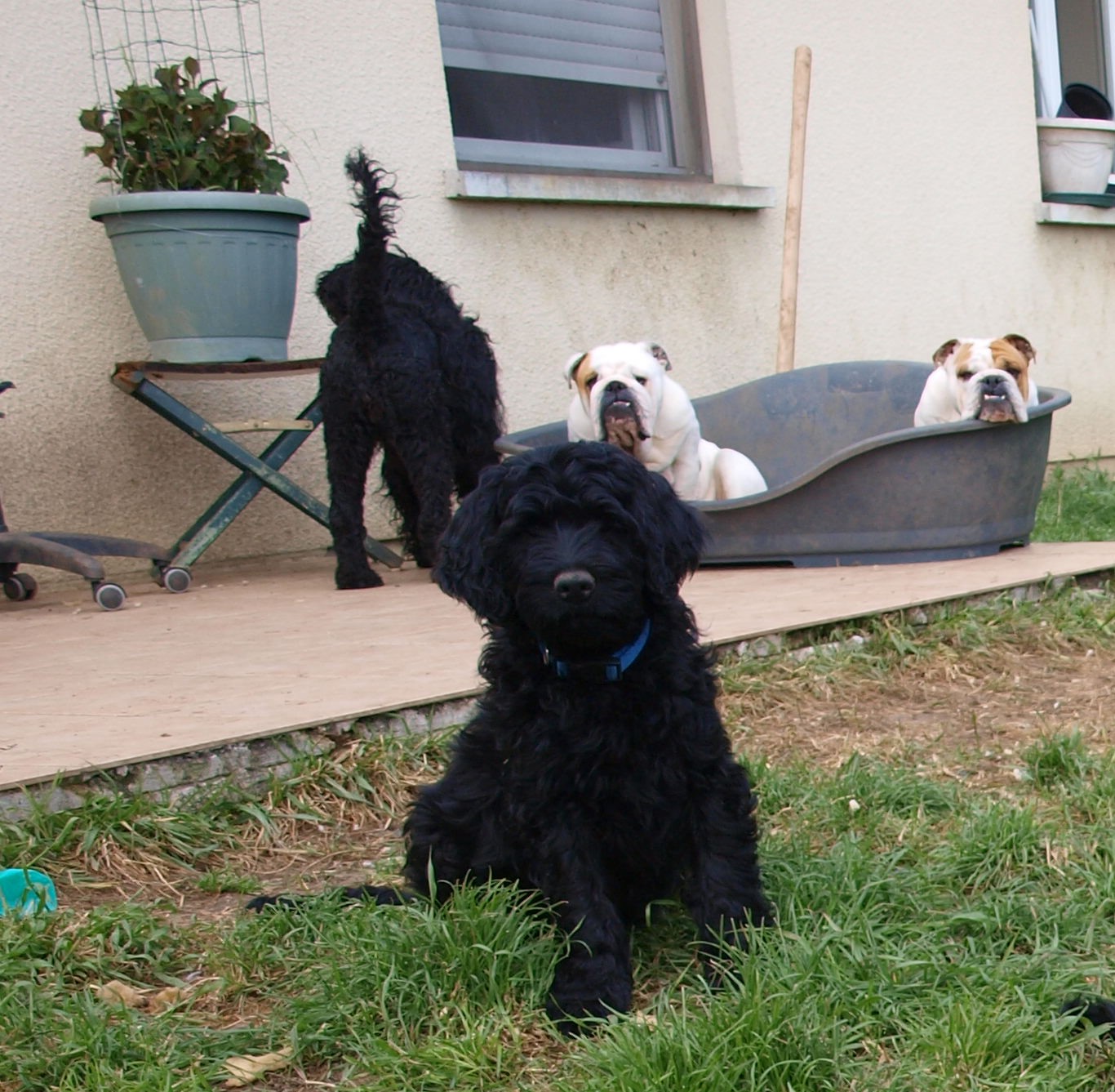 chiot chien d'eau portugais