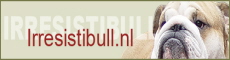 eleveurs-bulldog-anglais-pays-bas-netherlands-hollande-holland