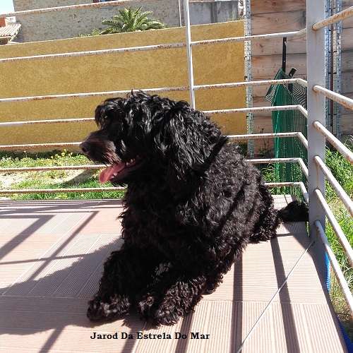 chien d’eau portugais : Jarod Da Estrela Do Mar