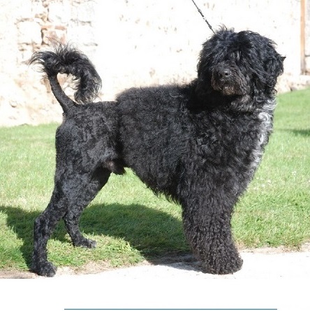 chien d’eau portugais : CH Ambereyes Magic Arno Be Happy