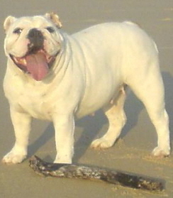 Diamond from bullshappiness - bulldog anglais