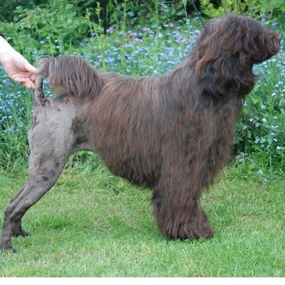 chien d’eau portugais : CH Wizlo Havin' Fun