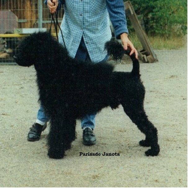 chien d’eau portugais : Parisade Janota