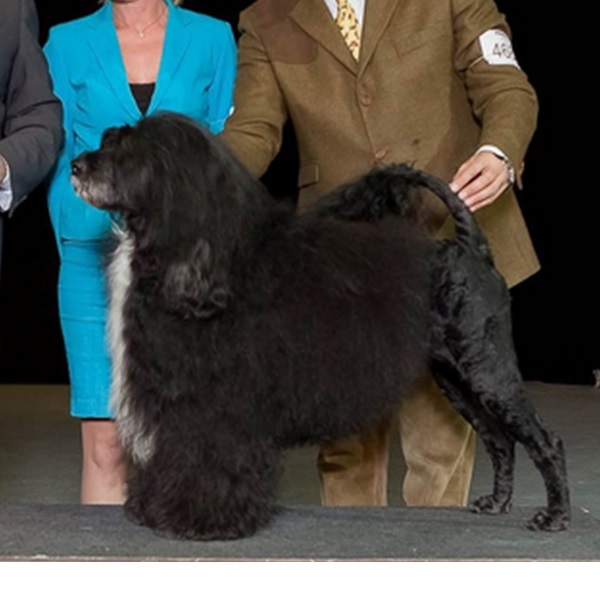 chien d’eau portugais : Multi CH Robel Alexander The Great Aquatass