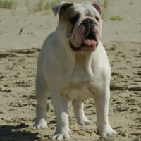 talon bulldog anglais