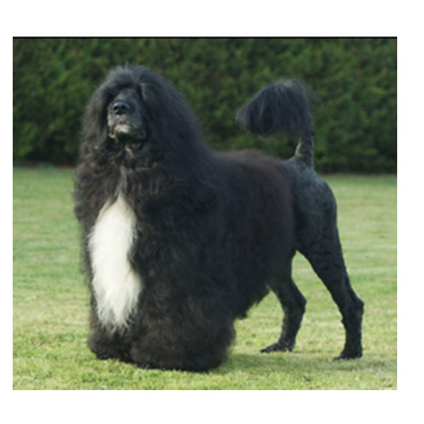 chien d’eau portugais : Multi CH HI Seas Dr. Romeo Macdoff