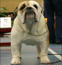 etalon - bulldog - anglais