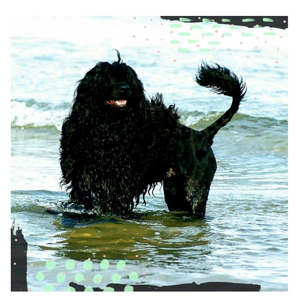 chien d’eau portugais :Ulisse