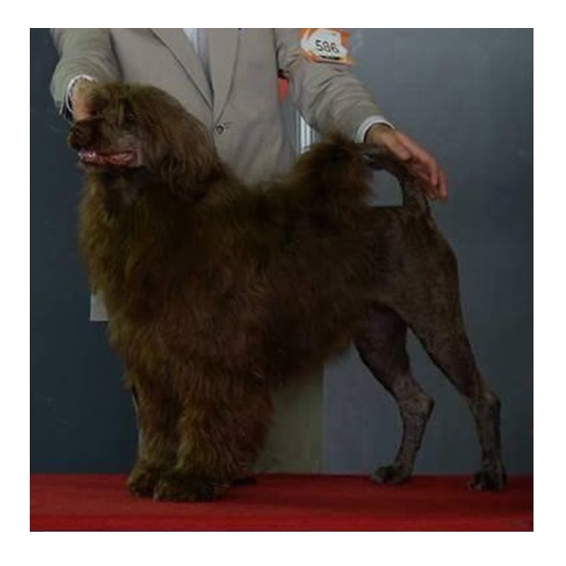 chien d’eau portugais : CH Watercoat Blue Jasmine