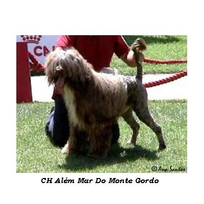chien d’eau portugais : CH Além Mar Do Monte Gordo