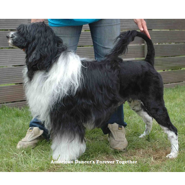 chien d’eau portugais : American Dancer's Forever Together