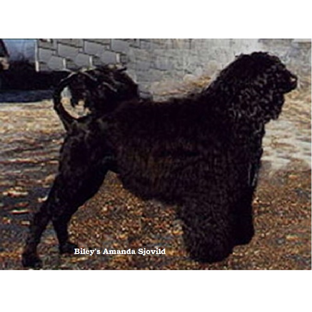 chien d’eau portugais : CH Biley's Amanda Sjovild
