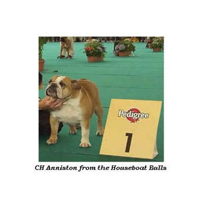 English bulldog : CH Anniston from the Houseboat Bulls