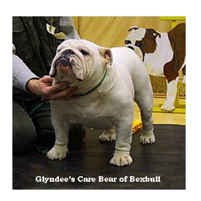 English bulldog : Glyndee’s Care Bear of Bexbull