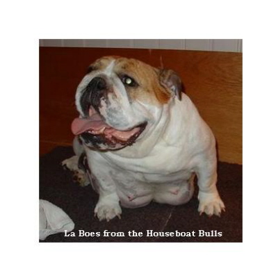 English bulldog : La Boes from the Houseboat Bulls