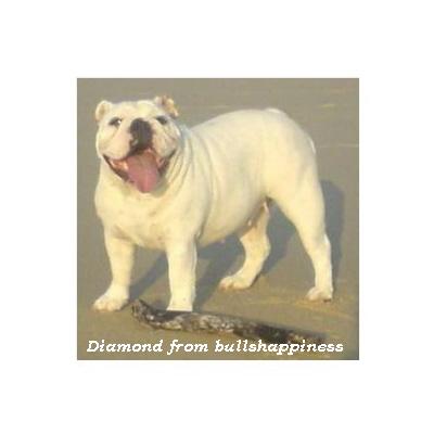 English bulldog : Diamond from Bullhappiness