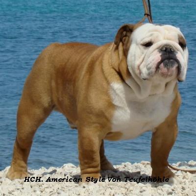 English bulldog : CH American style Von Teufelhöhle