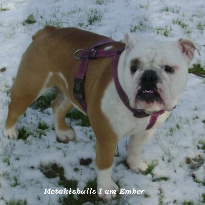 English bulldog : Metakisbulls I am Ember