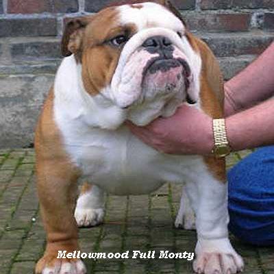 English bulldog : CH Mellowmood Full Monty