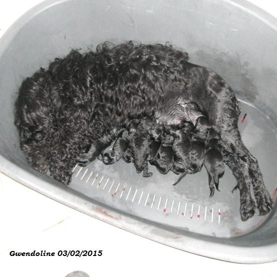 chien d’eau portugais : CH Cutwater’s I’M BJ of Robel