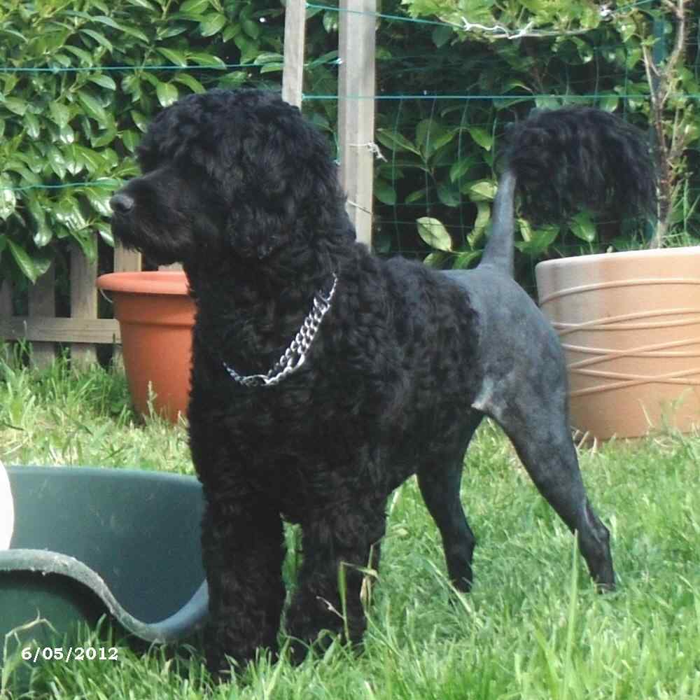 Portuguese water dog