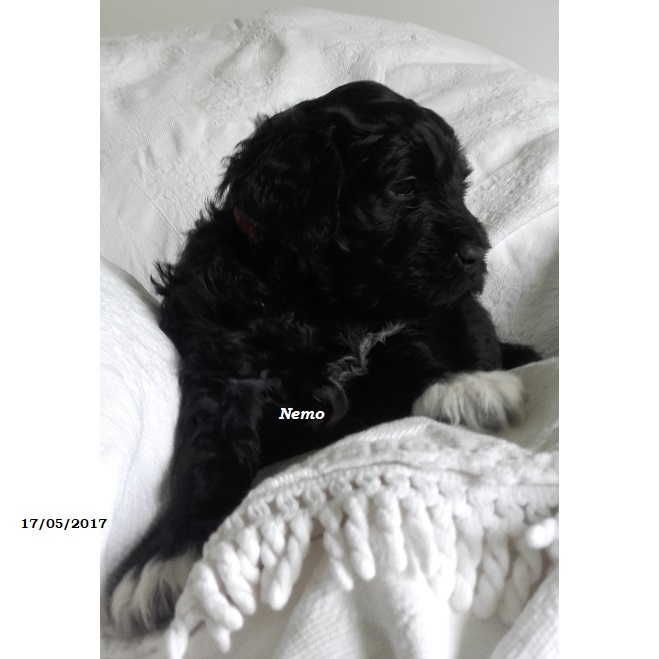 chien d'eau portugais