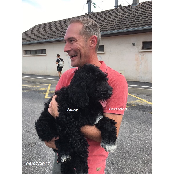 chien d'eau portugais