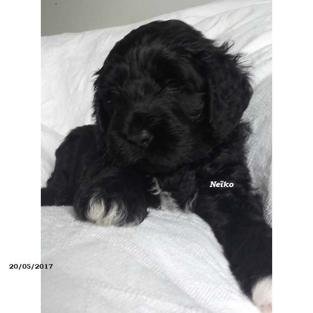 chiot chien d'eau portugais