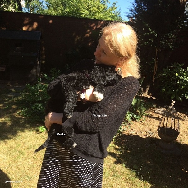 chiot chien d'eau portugais