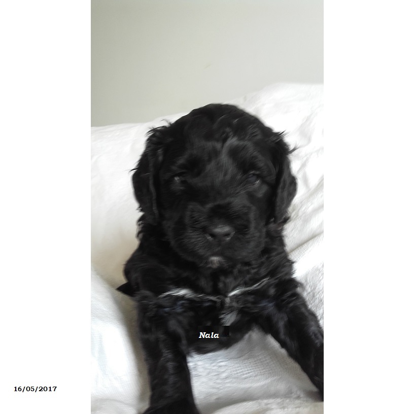 chiot chien d'eau portugais