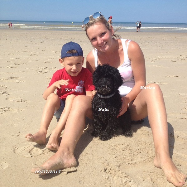 chien d'eau portugais