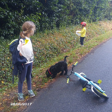 chiot chien d'eau portugais