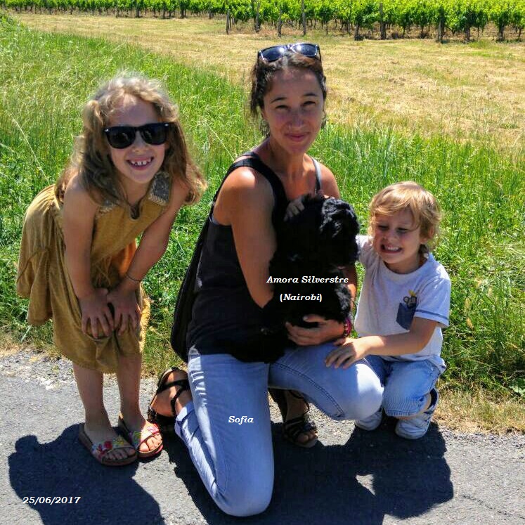 chien d'eau portugais