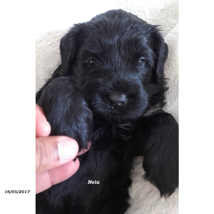 chiot chien d'eau portugais