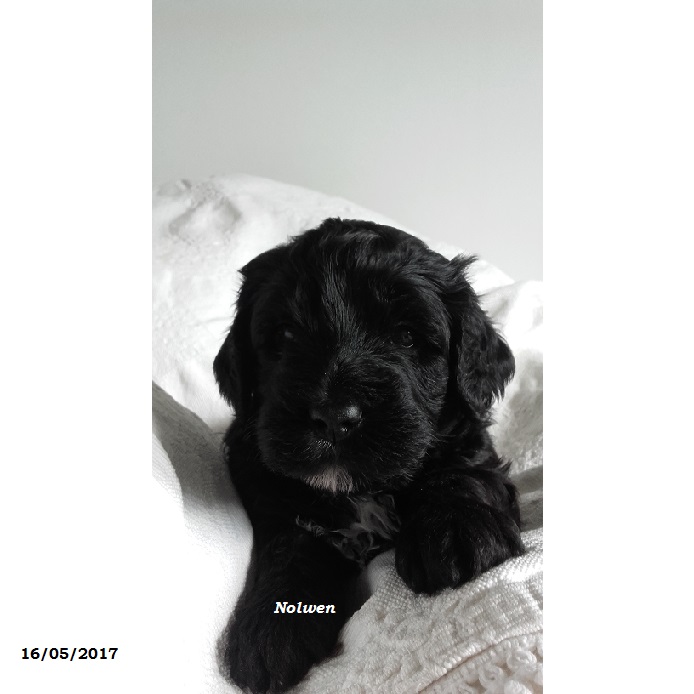 chiot chien d'eau portugais