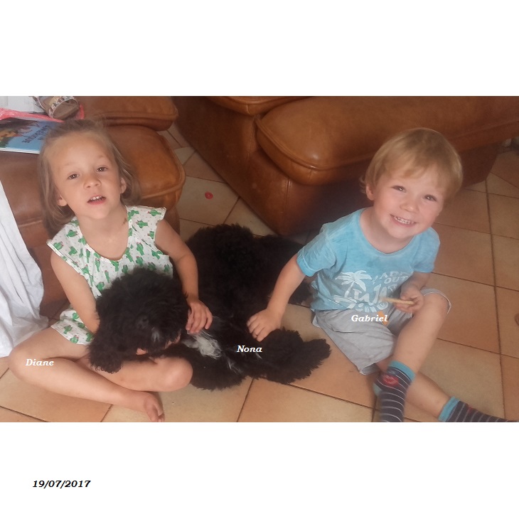 chien d'eau portugais