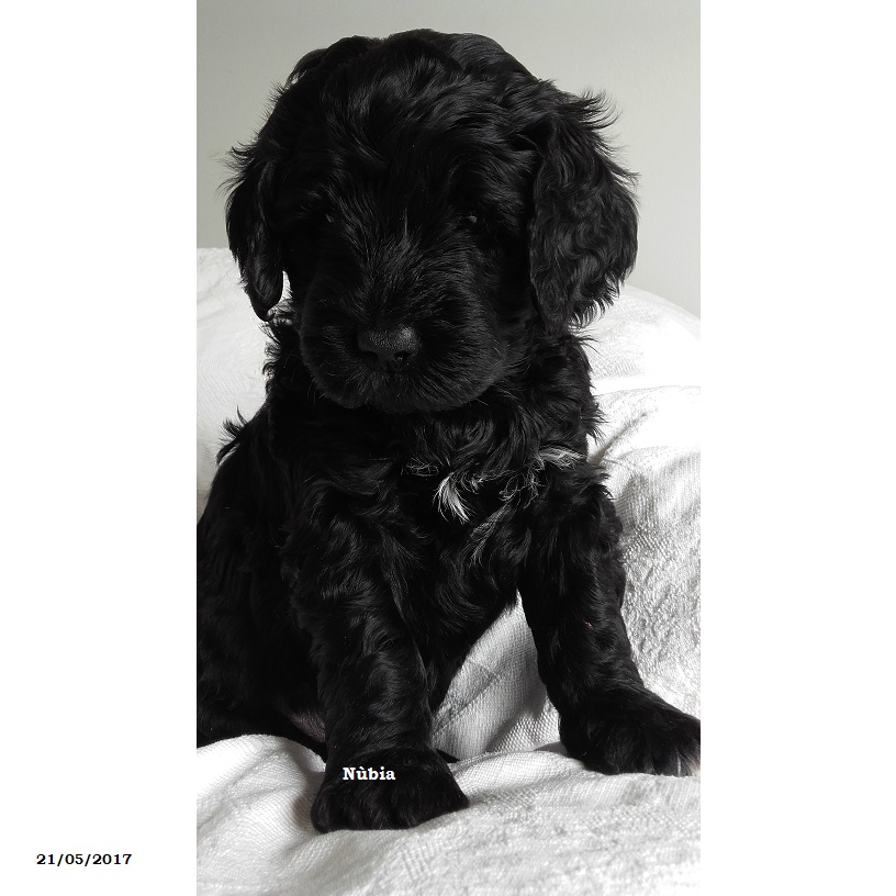 chien d'eau portugais