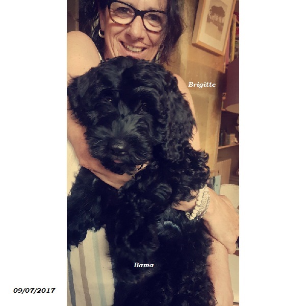 chien d'eau portugais